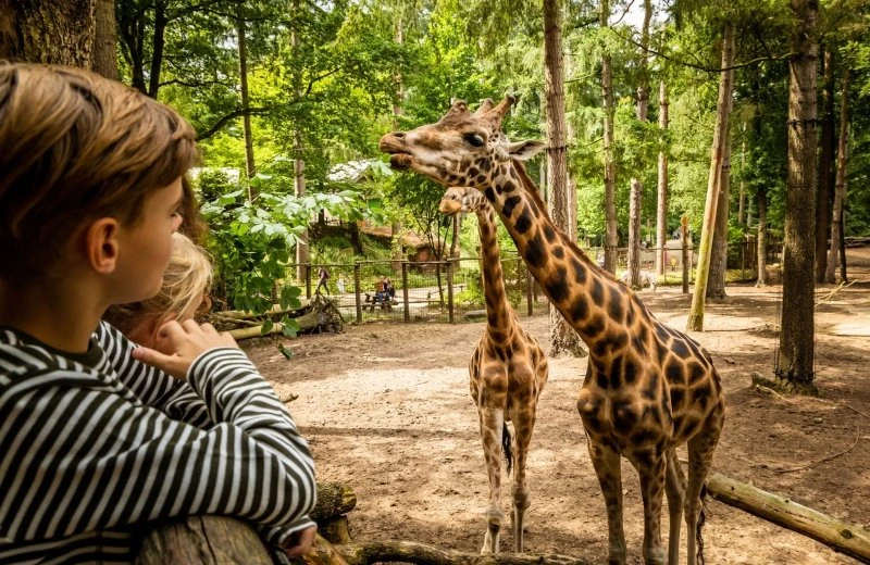 Dierenpark Amersfoort