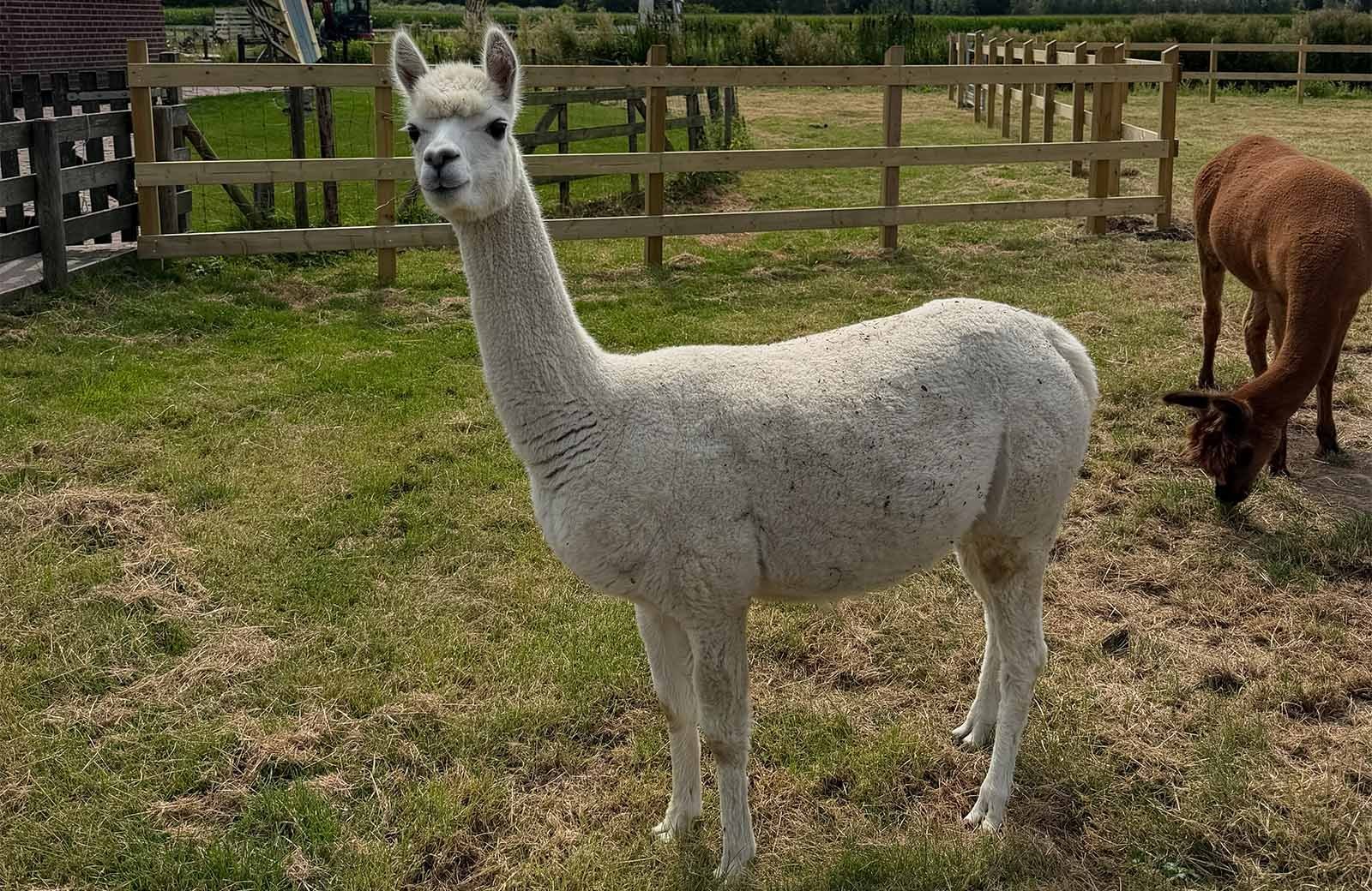 Alpaca's