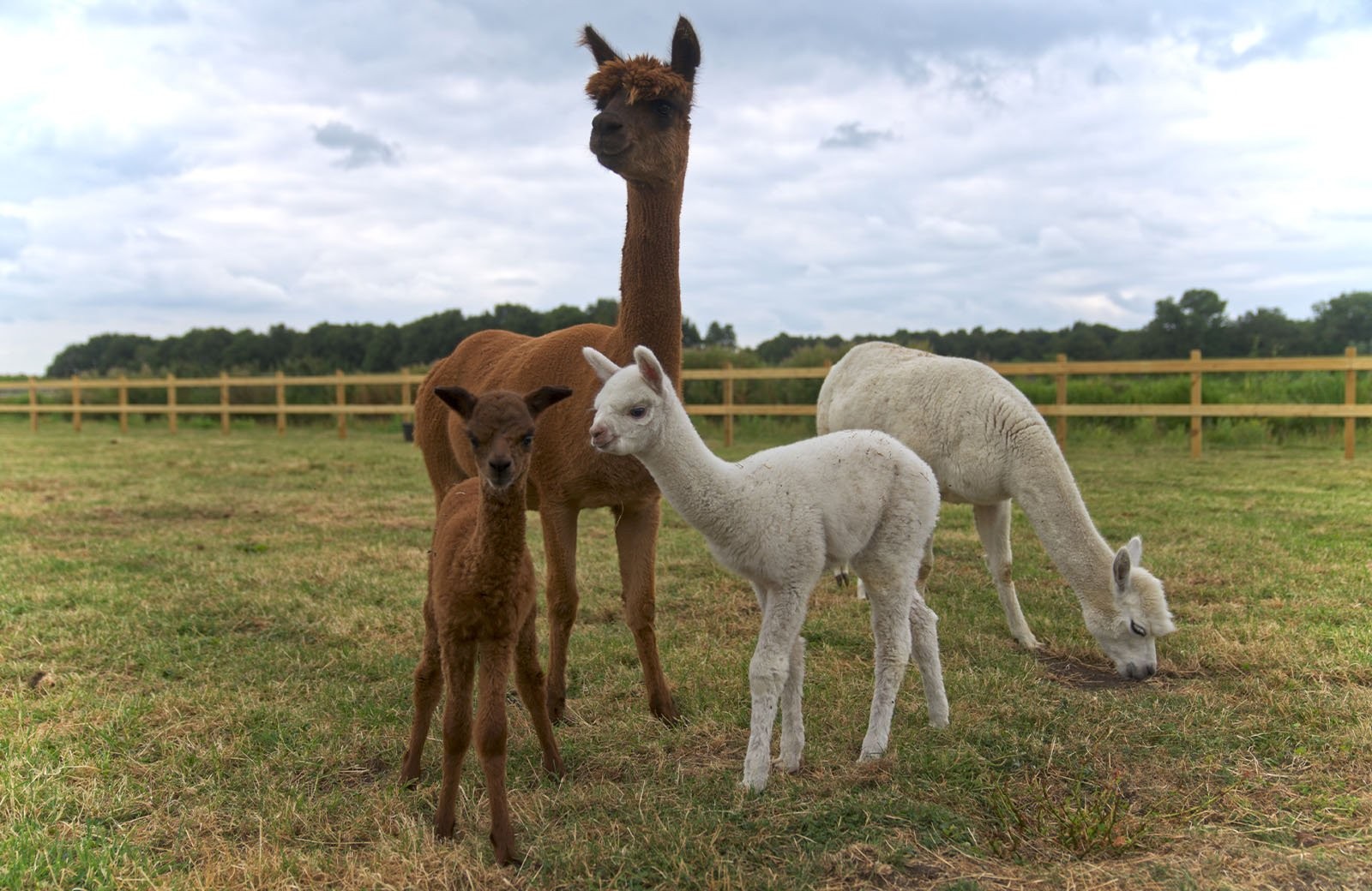 Alpaca's