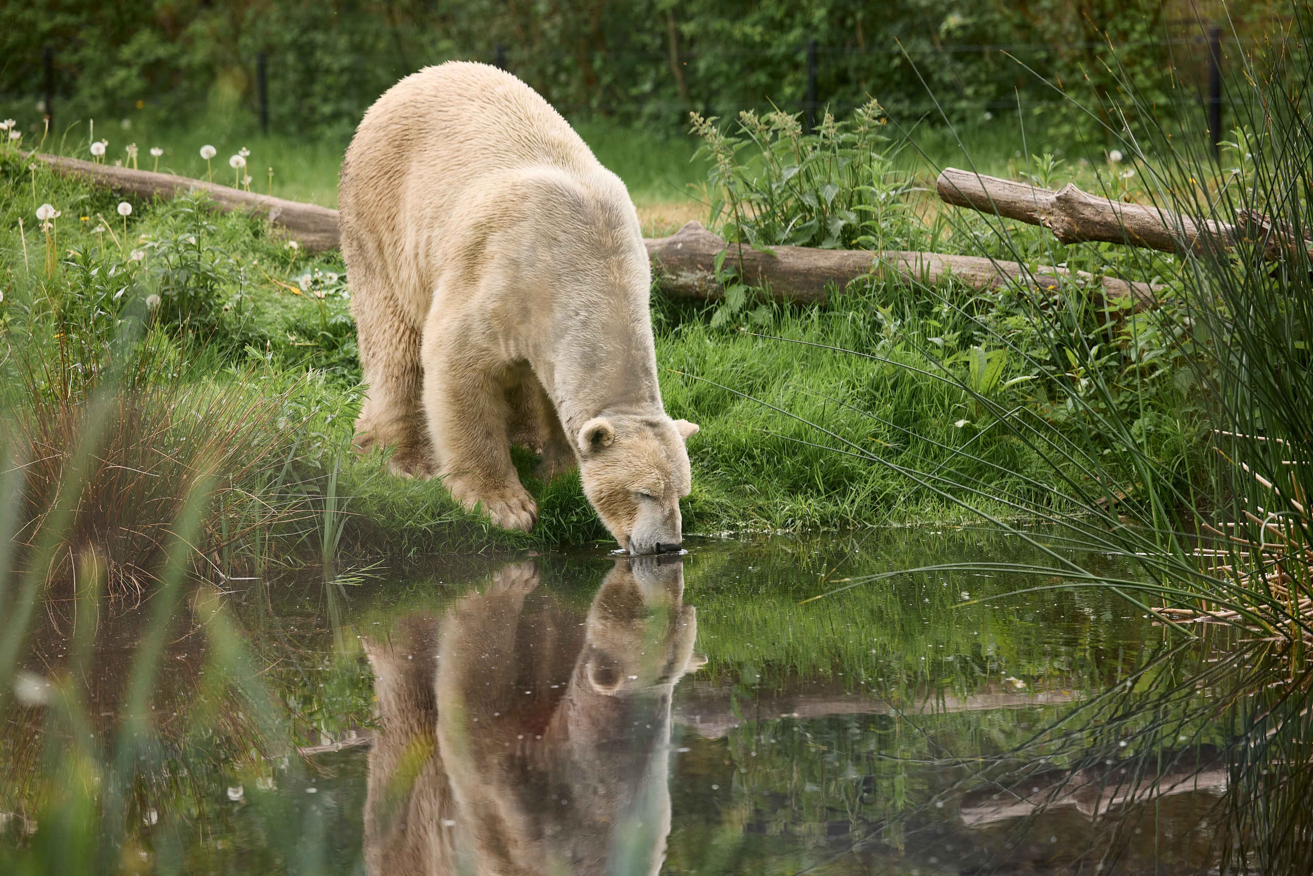 Aquazoo ijsbeer drinkt water