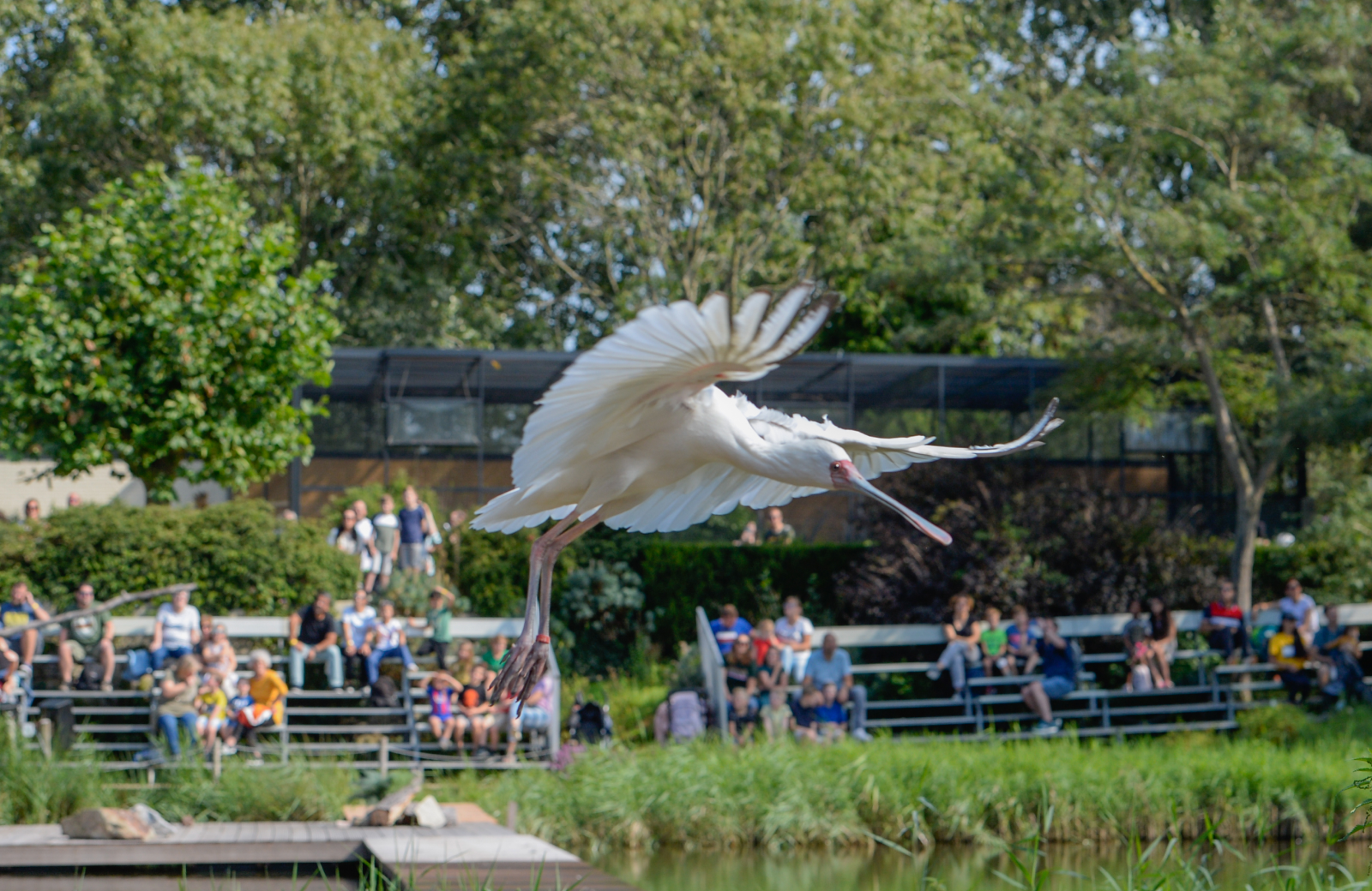 Avifauna vogel vliegt
