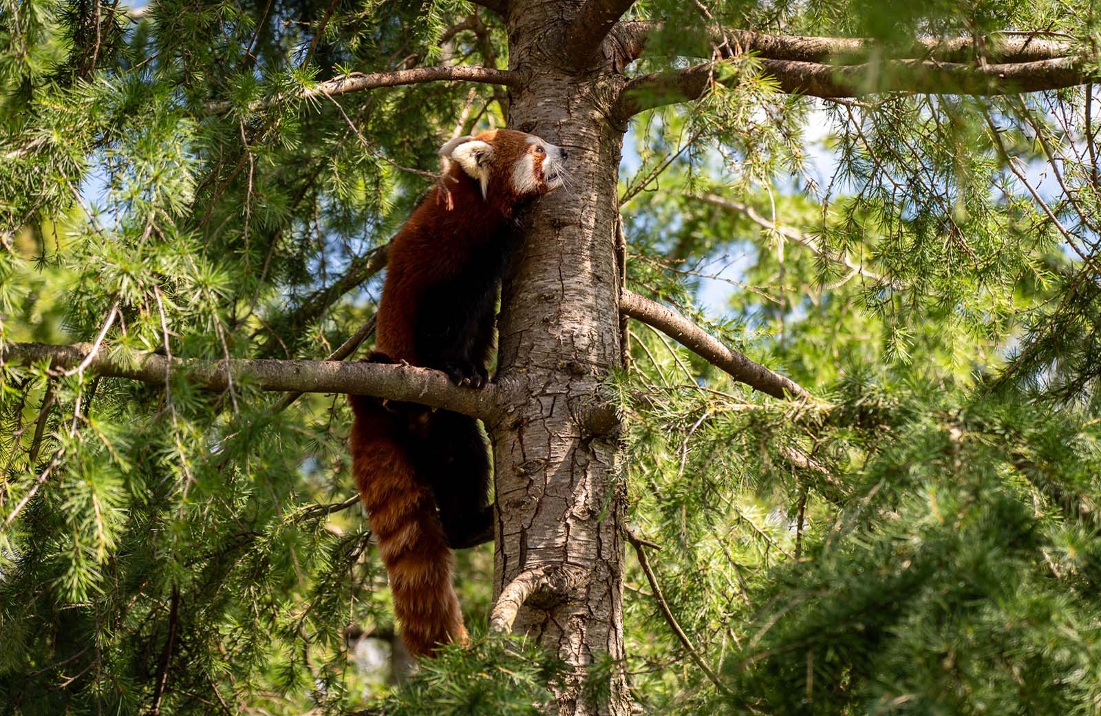 Blijdorp rode panda