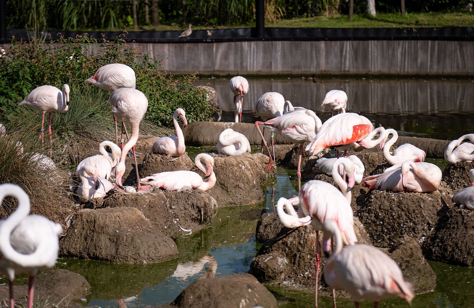 Blijdorp flamingo's