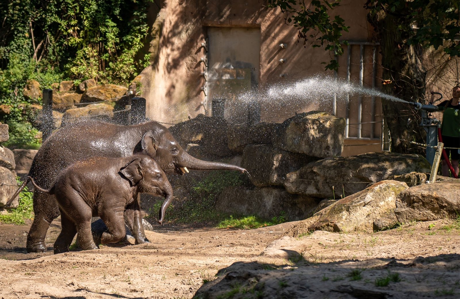 Blijdorp olifanten dierentuin