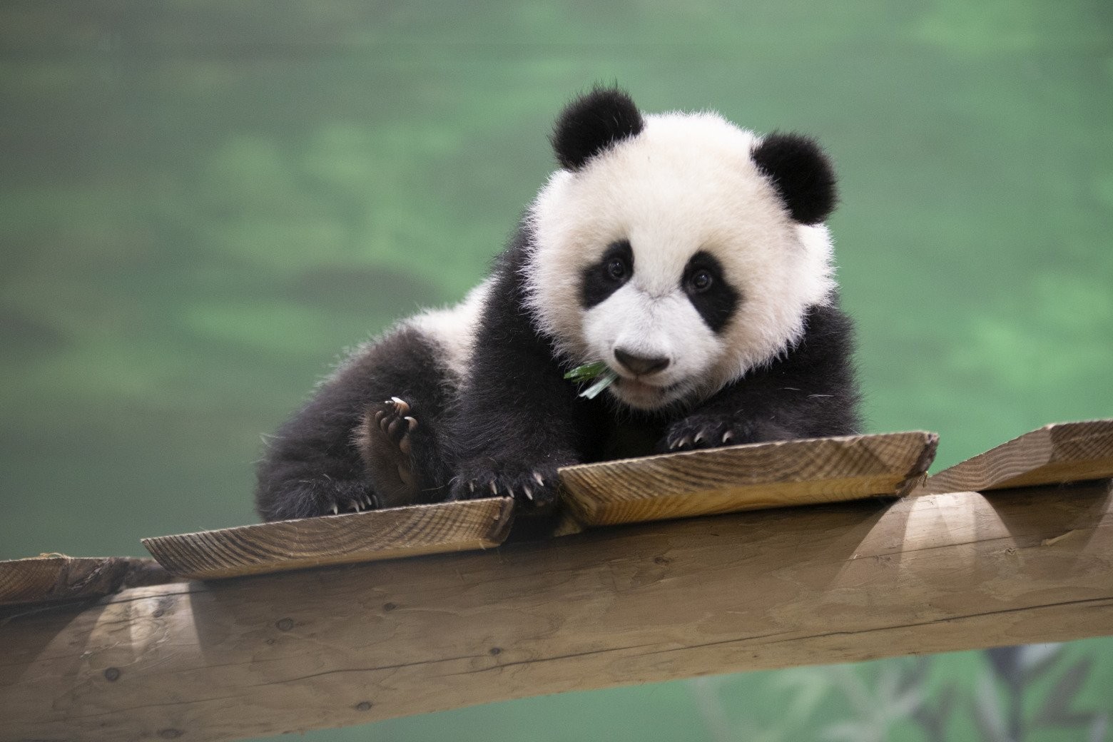 Reuzenpandajong
