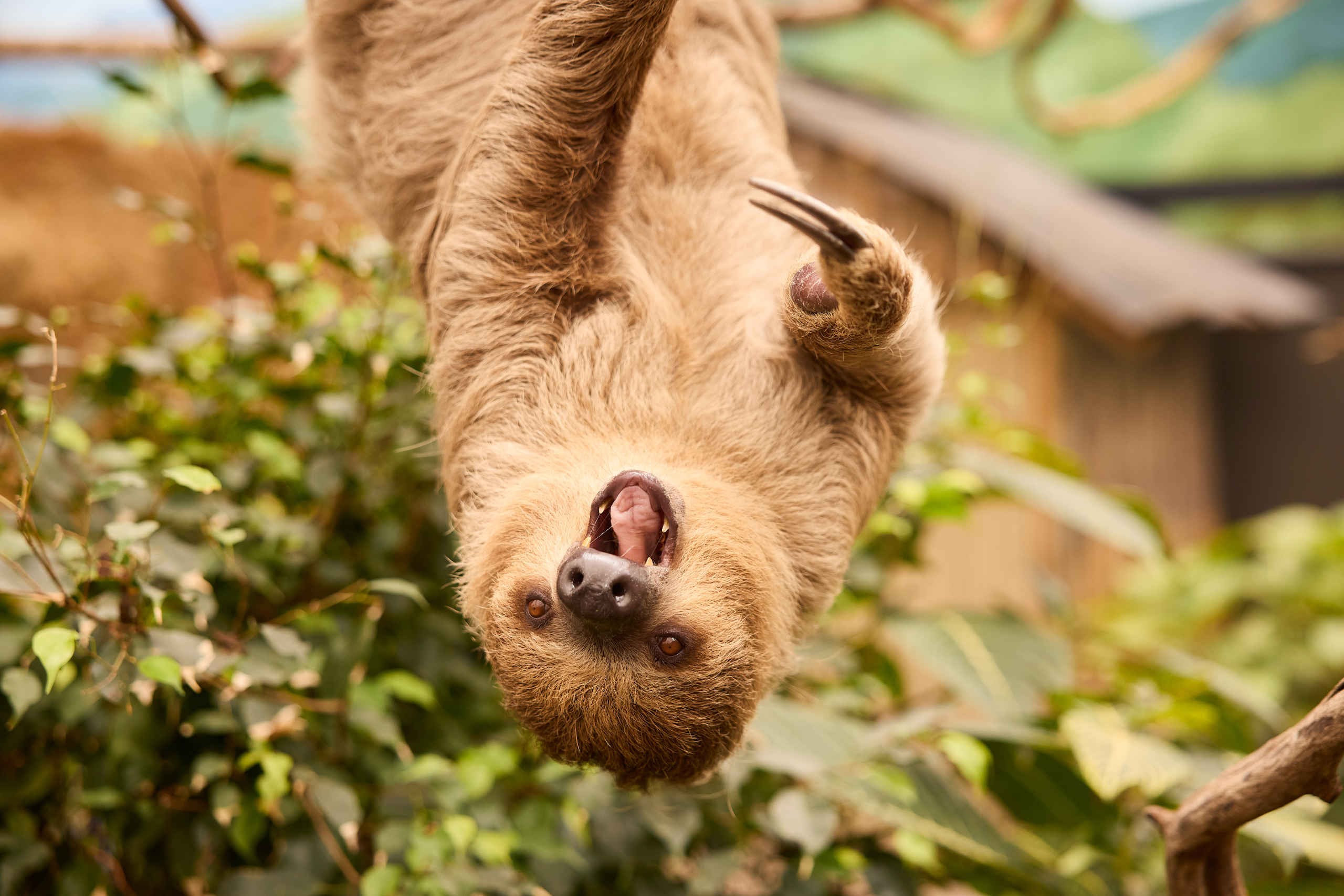 Zooparc luiaard